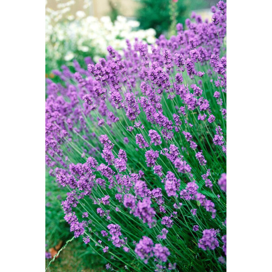 V2HAC6FF0B51EED2C709F51EF1260B1A105R5816122P8