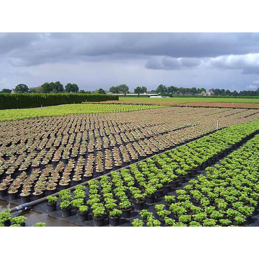 V2H67747CD9F1BD13AE90B23D402260887ER5820685P2